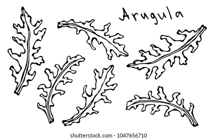 Set of Arugula Rucola, Rocket Salad Fresh Green Leaves. Aromatic Herb. Fresh Cooking Salad Ingredient. Hand Drawn Illustration. Savoyar Doodle Style.