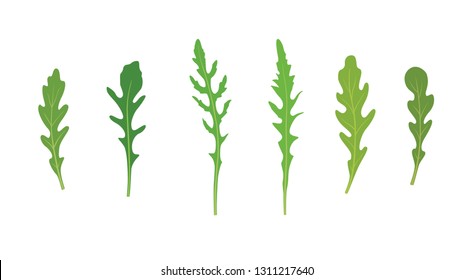 Set of arugula rucola, rocket salad fresh green leaves isolated over white background.