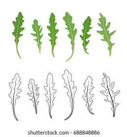 Conjunto de rúcula (rúcula, salada de foguete) folhas verdes frescas e contornos isolados sobre fundo branco. Ilustração desenhada à mão vetorial.