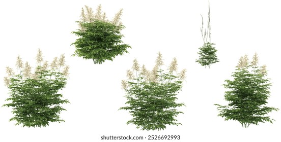 set of Aruncus flower plants on transparent background 