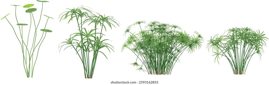 set of Arundo,Cyperus plants on transparent background