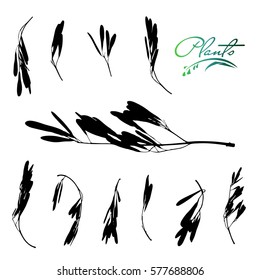 Set of ash tree seeds. Detailed vector illustration.