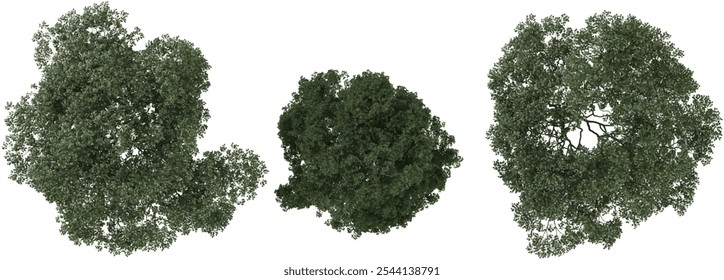 set of Ash trees on transparent background from the top view