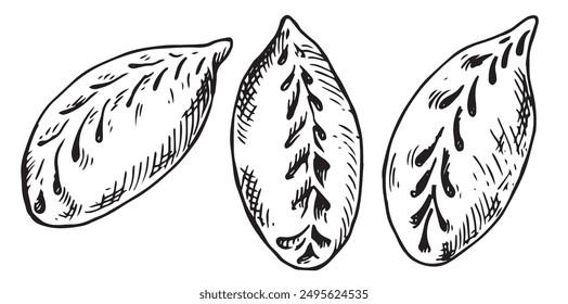 set of asian dumplings, illustration in sketch style. frozen convenience food