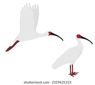 Set asiatischer japanischer Ibis-Vogel. Toki. Nipponia nippon einzeln auf weißem Hintergrund. Stehen und fliegen. Vektorgrafik.