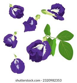 Set of Asian pigeonwings, bluebellvine, blue pea, butterfly pea, cordofan pea, Darwin pea isolaed on white background. vector illustration.