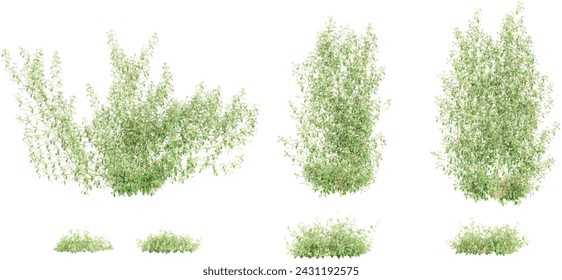 set of Asiatic jasmine green creepers with roots, 3d rendering