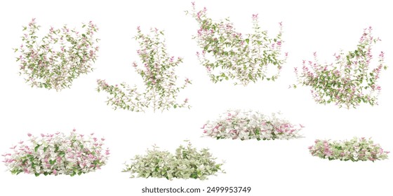 Set of Asiatic jasmine variegated plants, isolated on white background from top view. 3D render