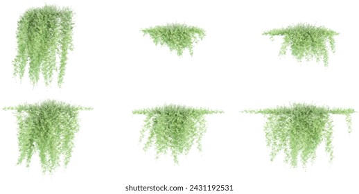 Set of Asparagus fern creeper plant,isolated on transparent background