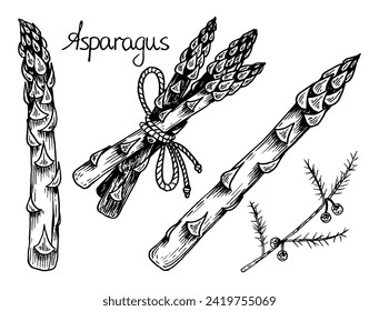 Set of asparagus sketch. Stem vegetable, food. Edible shoots. Hand drawn vector illustration.