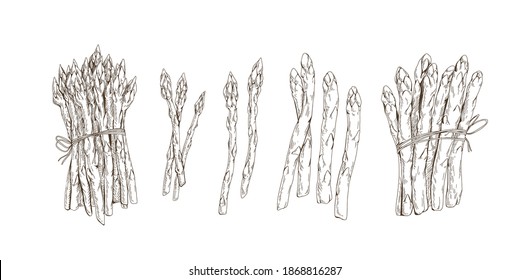 Set of asparagus stems and bound bunches isolated on white background. Collection of black and white vegetables. Hand-drawn monochrome realistic vector illustration