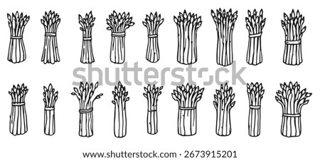 Set of asparagus vector illustration