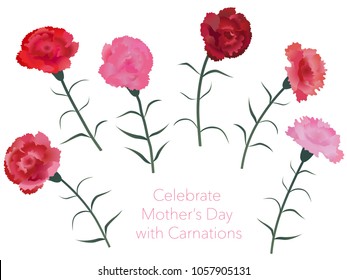 Set of assorted carnations, vector illustration. 