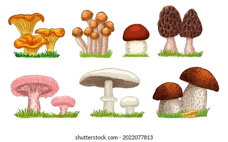 Set of assorted edible mushrooms isolated vector illustration. Color sketch. Organic vegetarian product. Fresh boletus on feet with a cap and growing grass in nature. Autumn forest plants collection