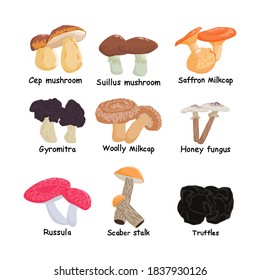 Set of assorted edible mushrooms and toadstools with names isolated vector illustration