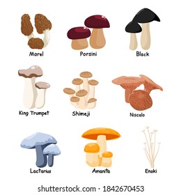 Set of assorted edible mushrooms and toadstools with names isolated vector illustration