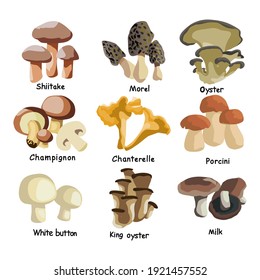 Set of assorted edible mushrooms and toadstools with names isolated vector illustration.