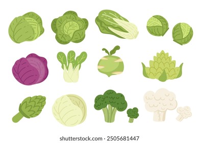 Set of assorted leafy vegetables including cabbage and lettuce. Different types of cabbages. Vector illustration isolated on white background