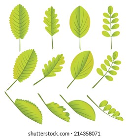 Set of assorted leaves.