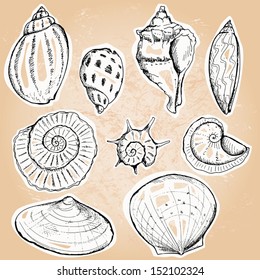 Set of assorted sea shells, vector illustration