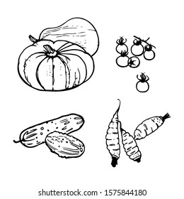 Set of assorted vegetables - pumpkins, carrots, cucumbers and tomatoes. Line art. Traditional hand drawing. Cartoon style. Black outline isolated on white background. Stock vector image.