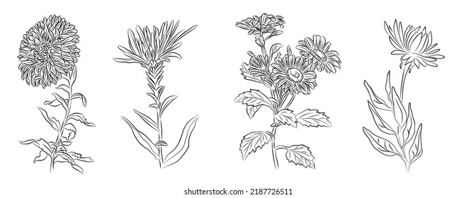 13,481 Aster drawing Images, Stock Photos & Vectors | Shutterstock