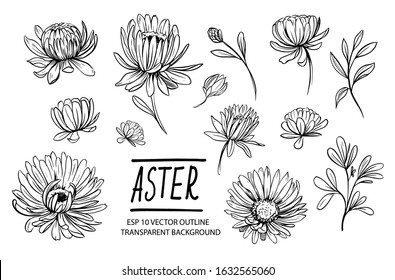 Set Of Aster Flowers. Hand Drawn Outline Converted To Vector