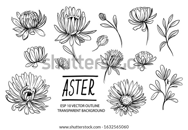 Set of aster flowers. Hand drawn outline converted\
to vector
