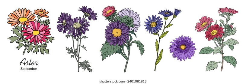 Set of Aster, September birth month flowers vector.