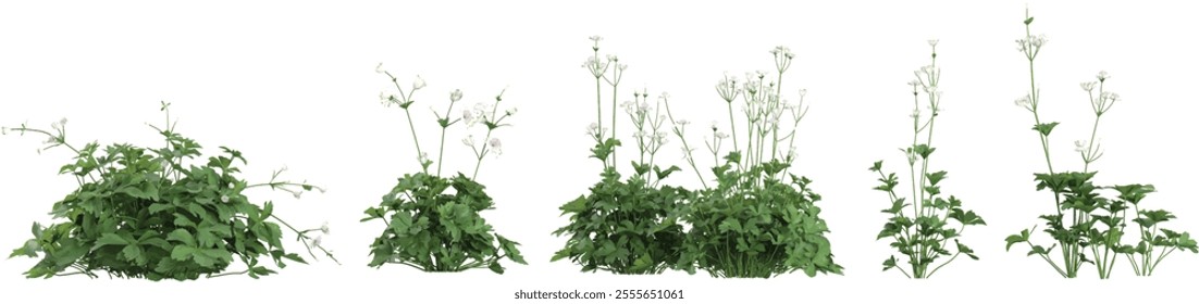 set of Astrantia plants on transparent background