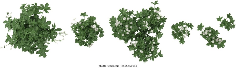 set of Astrantia plants on transparent background from the top view