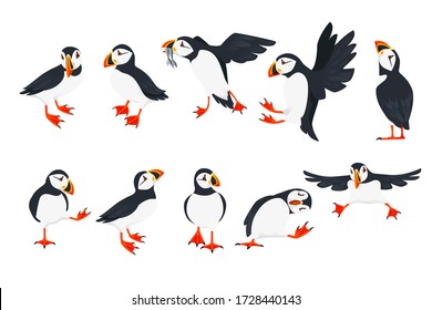 Set of atlantic puffin bird in different poses cartoon animal design flat vector illustration isolated on white background svg