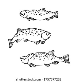 conjunto de trucha o salmón con manchas atlánticas, pescado comercial, depredador marino, comida deliciosa, ilustración vectorial con líneas de contorno de tinta negra aisladas sobre un fondo blanco en doodle y estilo dibujado a mano