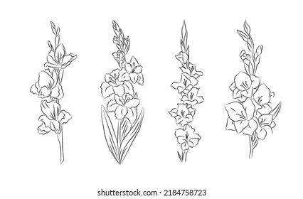 Set of August birth month flowers Gladiolus line art vector illustrations. Hand drawn black ink sketch. Perfect for modern jewelry, tattoo, wall art design.