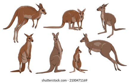 Set of Australian big red kangaroo. Osphranter rufus females, males and baby kangaroos in different poses. Realistic vector animal