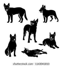 Set of Australian cattle dog silhouettes - vector illustration