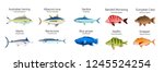 Set of Australian fish varieties illustration