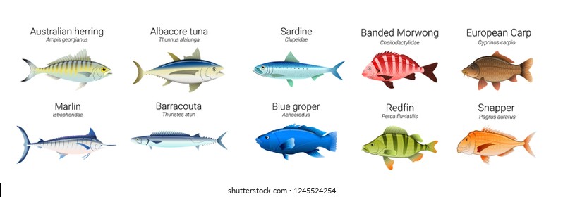 Set of Australian fish varieties illustration