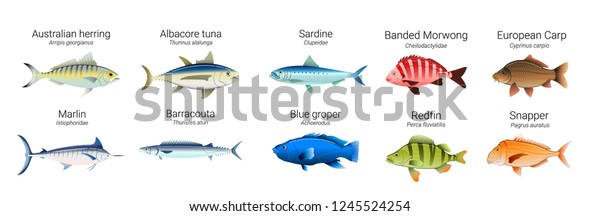 Vektor Stok Set Australian Fish Varieties Illustration (Tanpa Royalti ...
