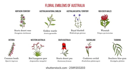 Set of Australian national floral emblems. Hand drawn botanical vector illustration