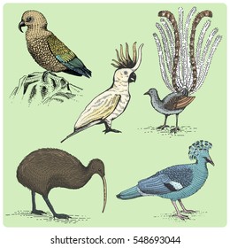 set of Australian and New Zealand symbols, birds engraved, hand drawn vector illustration in woodcut scratchboard style, vintage drawing kea parrot, cockatoo, lirebird, victoria billed pigeon, kiwi.