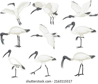 Set of Australian white ibis illustration