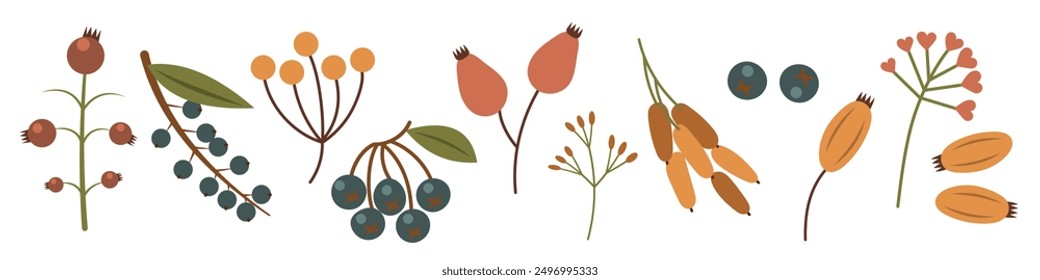 A set of autumn berries. Drawing cute cosy design elements. Autumn, Thanksgiving. Flat style