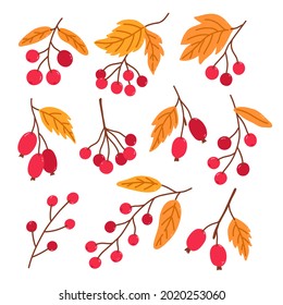 Set of autumn berries with golden leaves isolated on white background. Sprigs of rose hips, viburnum, cranberries. Vector hand-drawn illustration in cartoon flat style. Perfect for cards, decorations.