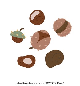 Set of autumn chestnuts. Doodle style. Cute organic illustration. Isolated on white background.