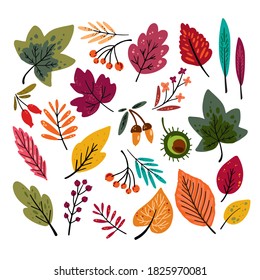 Set of autumn color leaves and berries. Vector illustration. Set of colorful autumn leaves, berries and nuts isolated on white background. Simple cartoon autumn elements flat style. Skandinavien