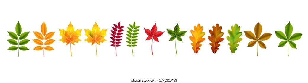 Set of autumn colored leaves, fall season, vector foliage.