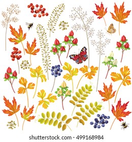 Set of autumn colorful  floral elements and berries. Yellow, orange, red  leaves  and flying bumblebee  and butterfly isolated on white.