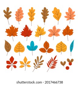 Set of autumn colorful leaves. Foliage of oak, maple, mountain ash, beech, elm, birch, chestnut, aspen or linden, willow, red cranberry or lingonberry. Flat vector illustration. 