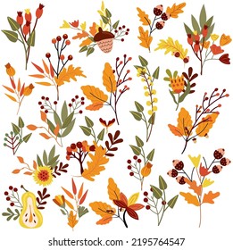 Set Autumn composition with flowers, colorful leaves, red berry and acorns. Floral collections. Season illustration for for web, harvest festival, banner, card and Thanksgiving. Vector illustration.